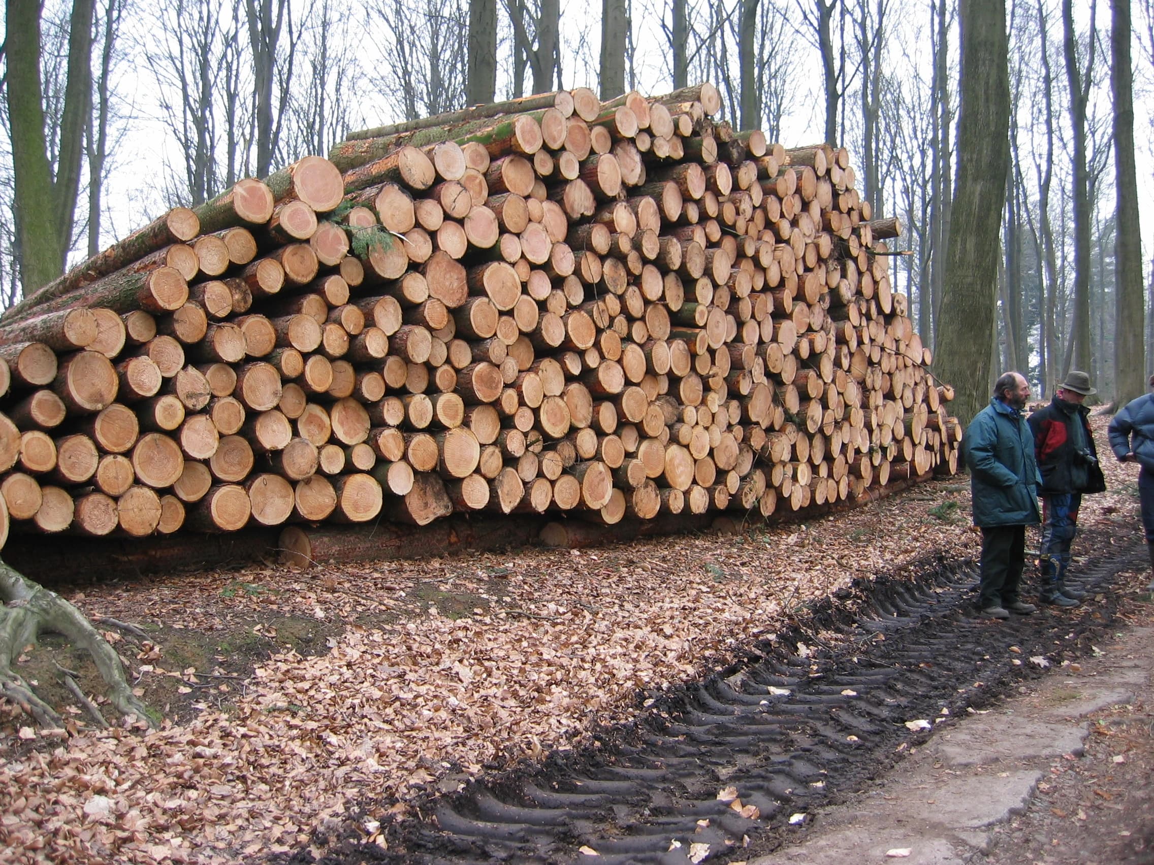 Hout