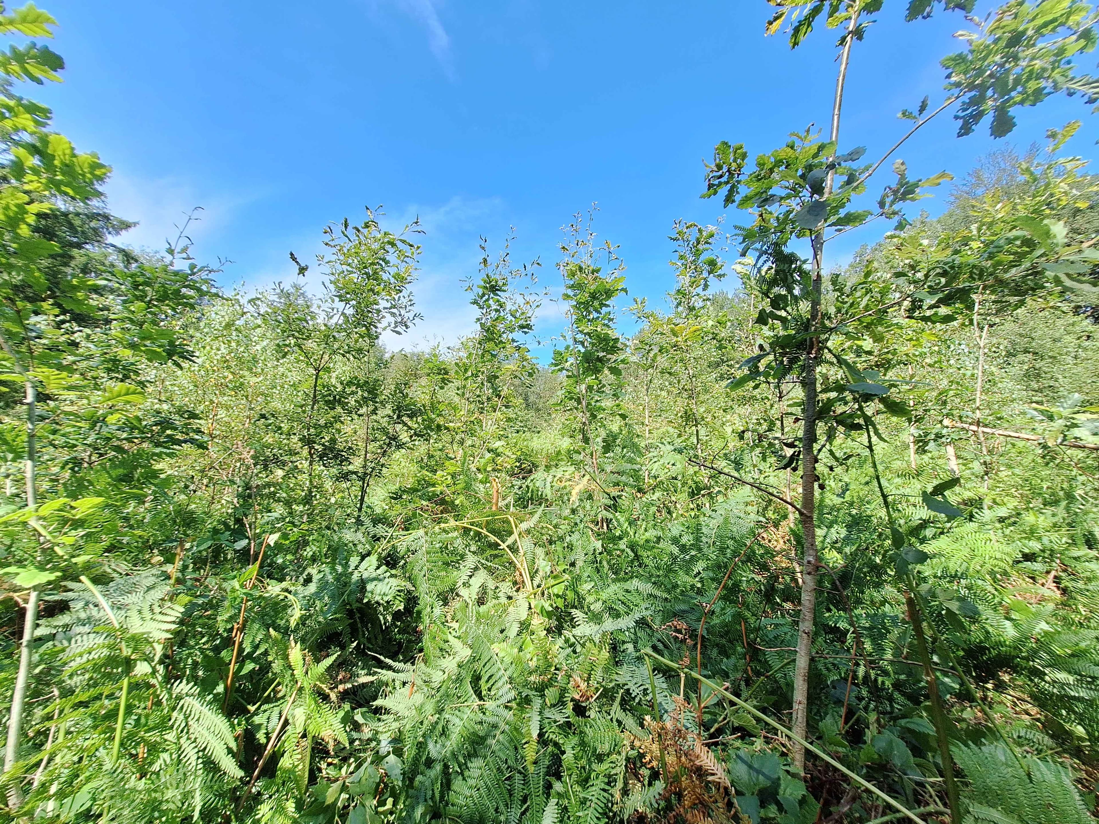 Het beheer van eikenbossen