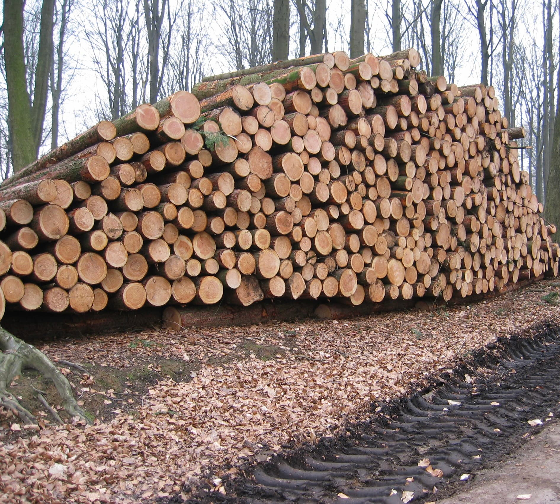 Forest Wood: Veerkrachtige bossen voor de toekomst