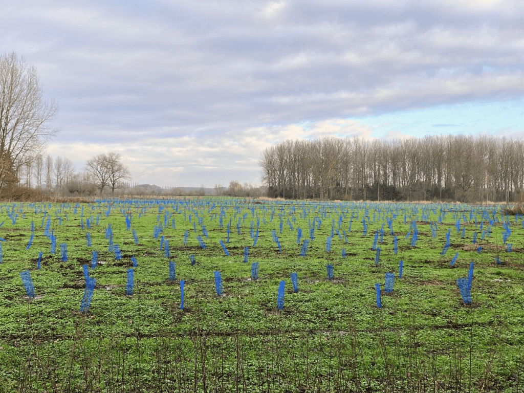 Haal financieel het maximum uit je grond via boscompensatie