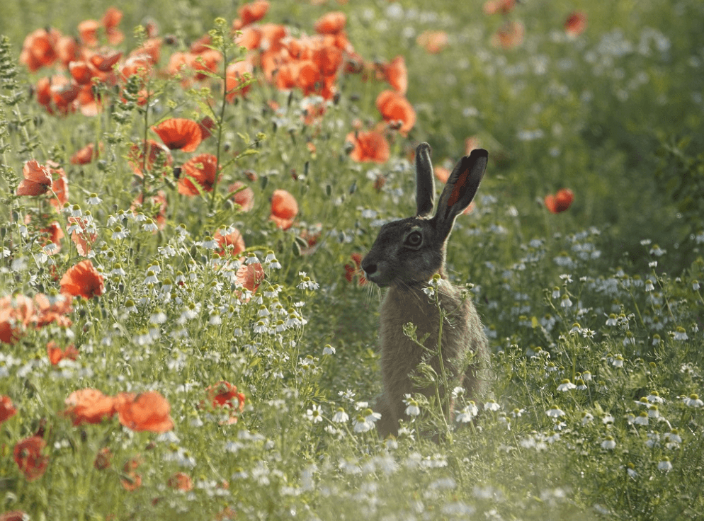 Biotoopverbetering en -herstel in beboste jachtgebieden: een praktijkvoorbeeld